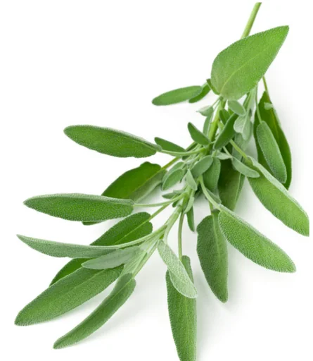 sage.wonn