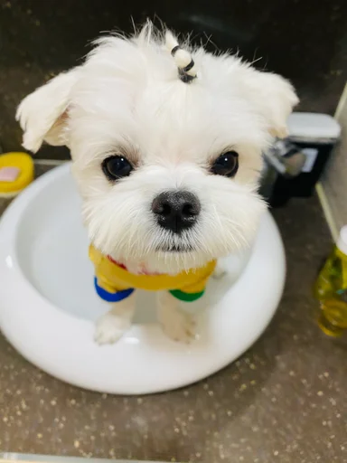 지니